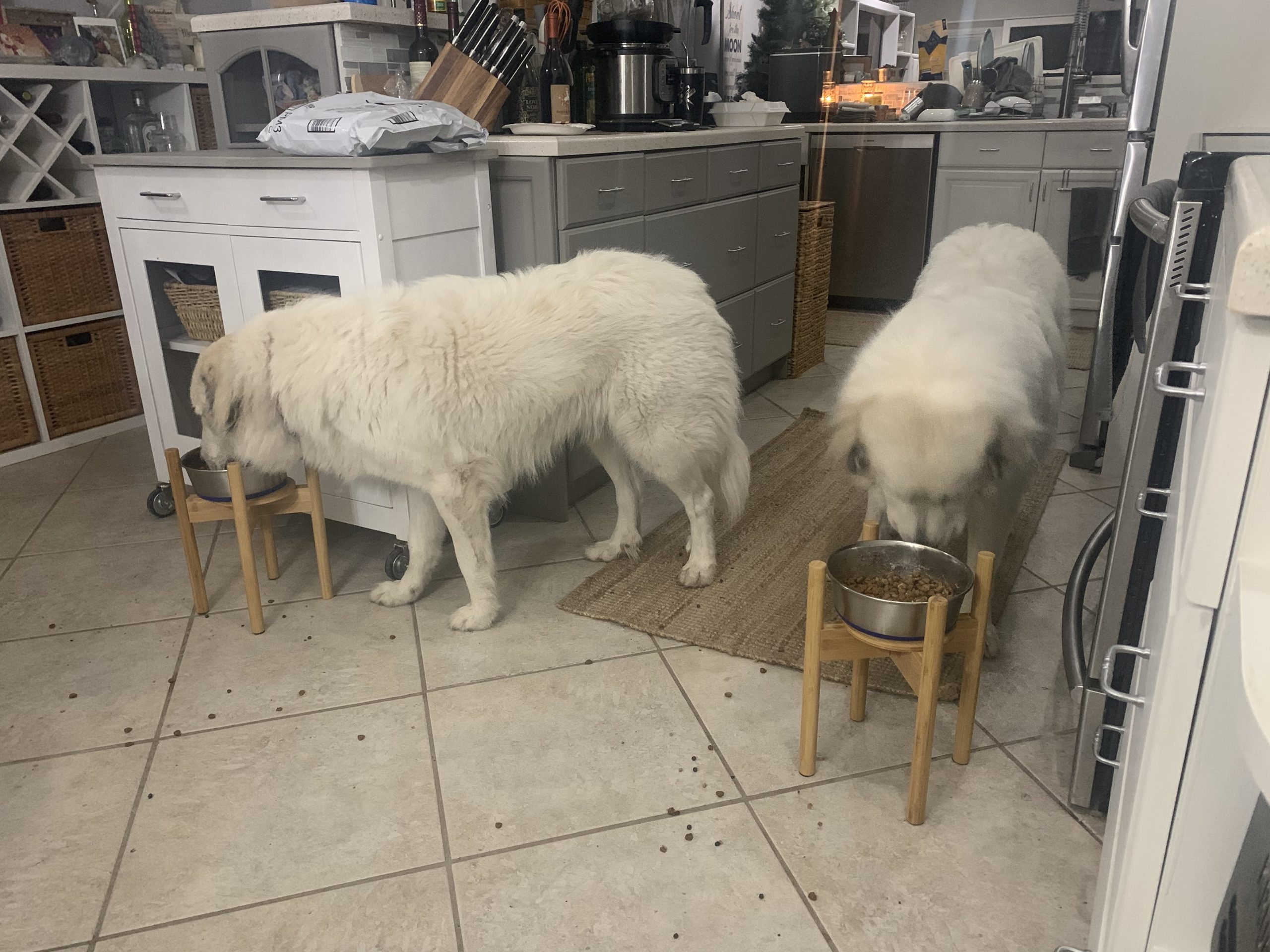 A pair of Great Pyrenees dogs eating from elevated wooden dog bowls in a cozy kitchen setting. Their meal setup promotes healthy digestion and reduces strain on their joints.