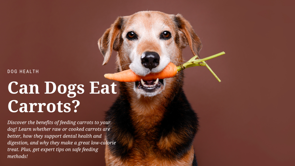 A medium-sized dog with black and tan fur holds a fresh carrot gently in its mouth. The carrot still has green leaves attached, giving a natural and organic look. The dog's ears are relaxed, and it has a friendly expression with bright, attentive eyes. The background is a warm brown color, providing contrast to the vibrant orange carrot and the dog’s fur. Overlay text on the image reads: “Can Dogs Eat Carrots?” with a subheading explaining the benefits of feeding carrots to dogs, including dental health, digestion, and safe feeding methods.