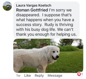 Review of holistic dog training success